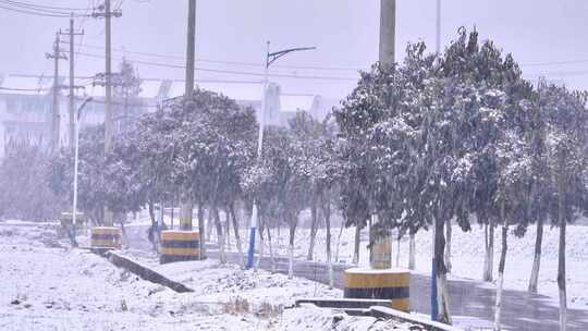 下雪雪景田野树木树林树枝雪花飘落