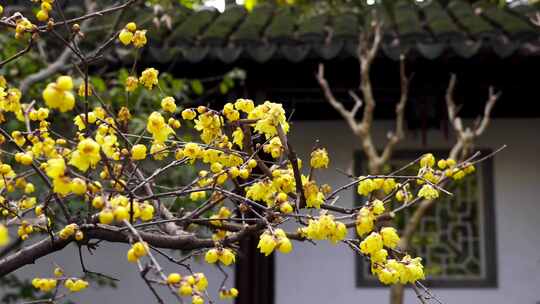 古典园林南京瞻园中式古风庭院腊梅花盛开