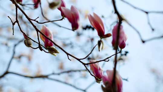 春天早春实拍柳树迎春花玉兰花梅花树木发芽