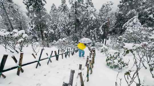 女孩雪中撑伞漫步华顶森林公园林间小道