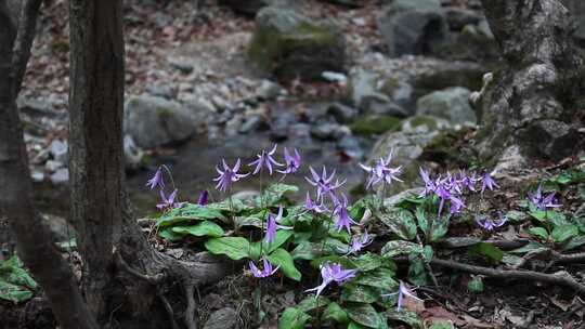 河道旁紫色花朵