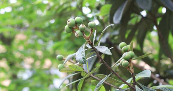 枇杷树结满了果实 生态 特写 丰收