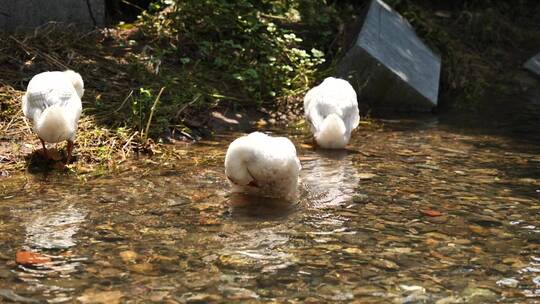 农村河里的鸭子在洗澡