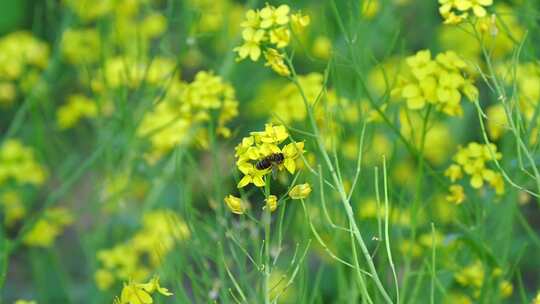 春天盛开的黄色油菜花与采蜜蜜蜂满画幅特写