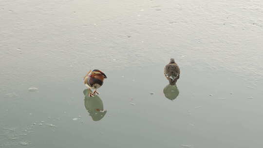 鸳鸯夫妻站在冰面水面游动靠近