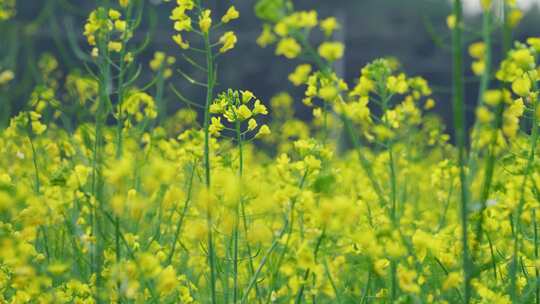 油菜花开