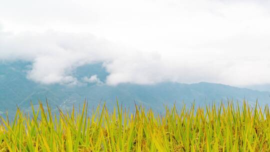 广西桂林龙胜梯田自然风光4k