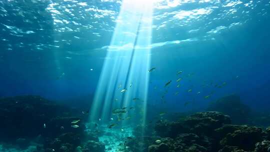 4k阳光透过海面大海里的鱼群海洋生物