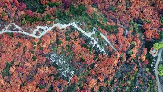 秋日红叶森林航拍满山红叶