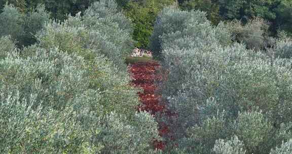 橄榄 橄榄树园