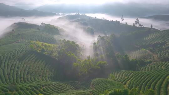 航拍茶山云海