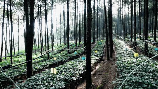 林下三七种植基地 苗圃各个景别4K实拍