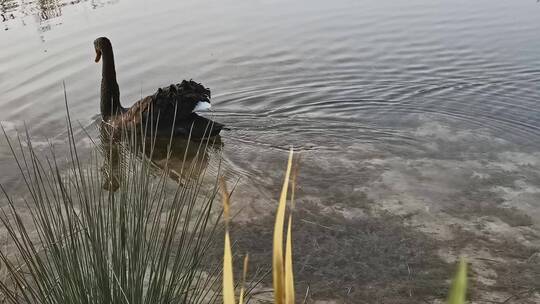 实拍公园湖黑天鹅小动物