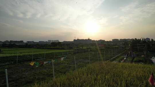 夕阳下的城郊农业基地航拍