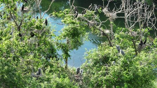 航拍湿地河流树林水鸟