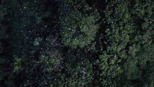 湖南岳阳东洞庭湖湿地候鸟鸟群