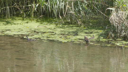 水鸡水鸟在河水中游动