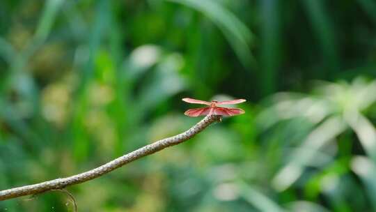 一只红蜻蜓停在树枝上