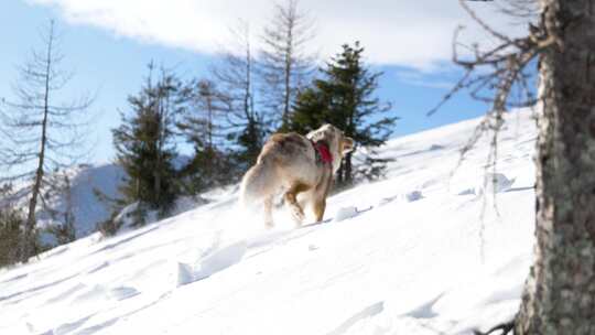 狗在山上的雪地里跑