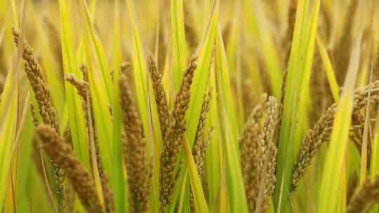 秋天收获的季节金黄的水稻