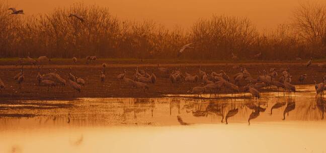 鸟群在湖上飞行