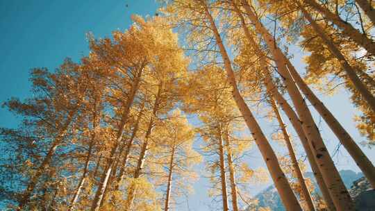 4K-慢镜头仰望秋季飘落的树叶