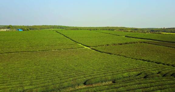 东方亚洲茶树种植园