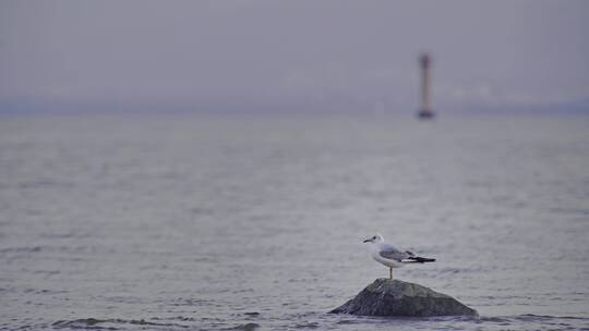 深圳湾鸟类栖息地自然风光视频