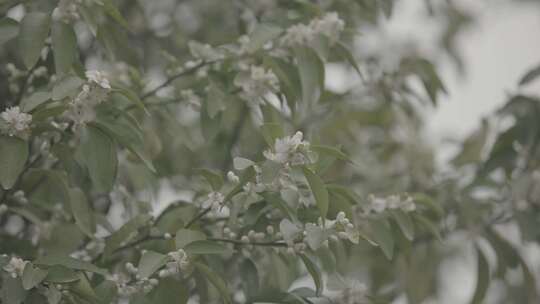 【4K】广西南宁农业种植沃柑柑橘开花结果