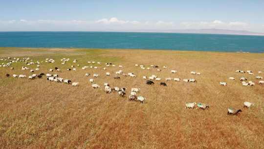 青海湖畔奔跑的羊群视频素材模板下载