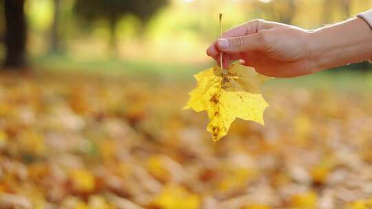 特写女性手握和旋转枫叶黄叶对模糊的自然秋
