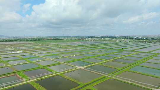 广州南沙湿地公园