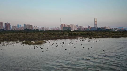 深圳福田湿地公园自然风光航拍视频