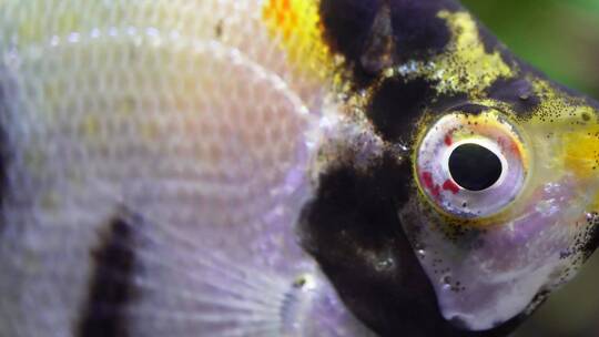 微距热带鱼鱼吃食鱼眼睛鱼鳃鱼鳞视频素材模板下载