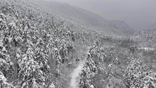 雪覆盖的植物顶部景象