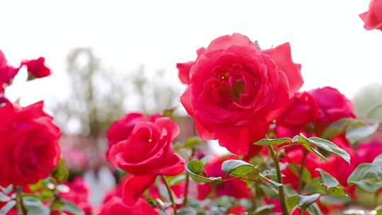公园里唯美的玫瑰花视频素材模板下载