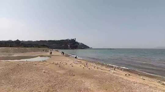 烟台蓬莱海边海鸥群