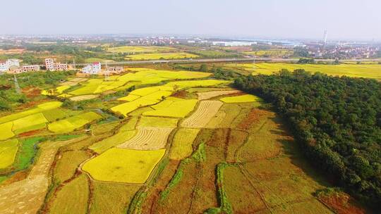 江南夏季绿色的稻田