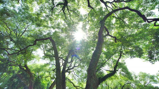 夏天阳光香樟树大树荫树林