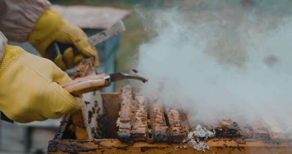 养蜂人把蜜蜂从蜂巢框架上摇下来