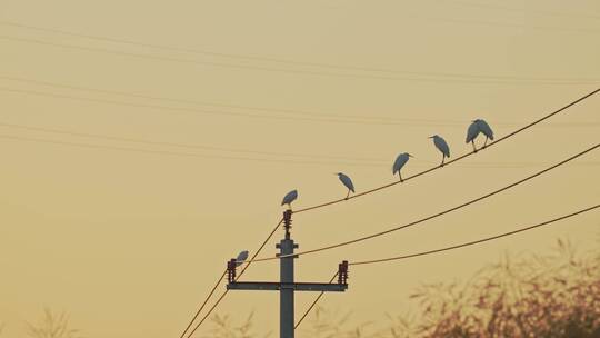 田园生活电线杆子上的鸟