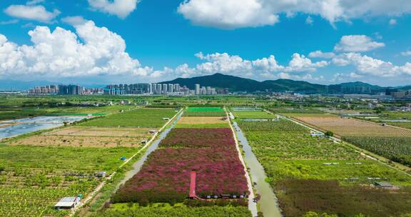 珠海金湾平沙农场紫薇花海蓝天白云航拍延时