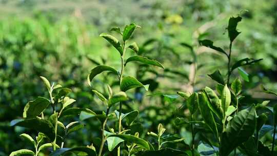 阳光下的茶园绿茶茶树叶子茶籽光影