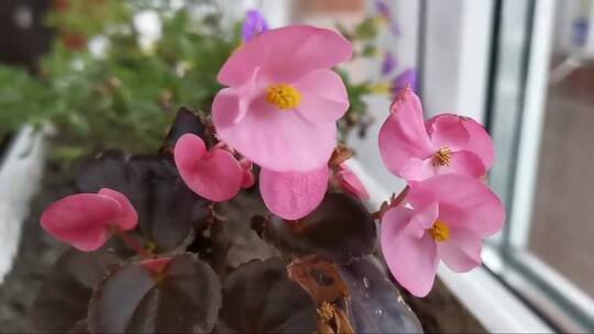 阳台上盛开的粉色海棠花