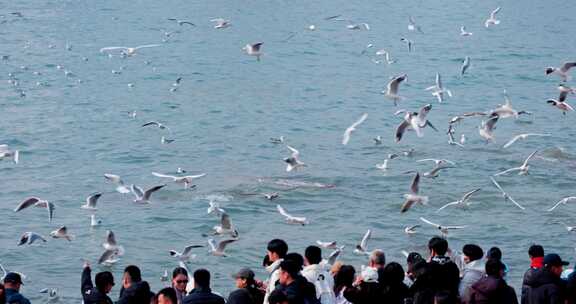 大海海面飞翔的海鸥