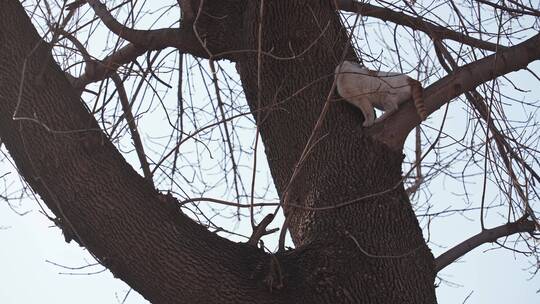 北京四合院胡同屋顶小猫爬树