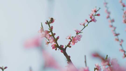 花，Bombus terrestris，