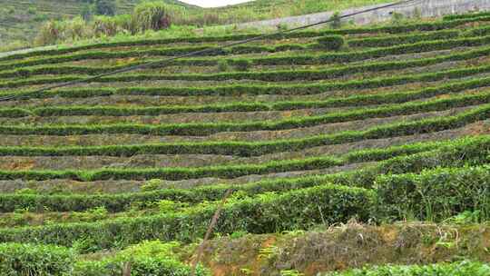 山地茶叶种植实拍