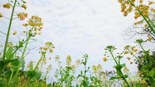 油菜花春天油菜花海油菜花田菜花花海