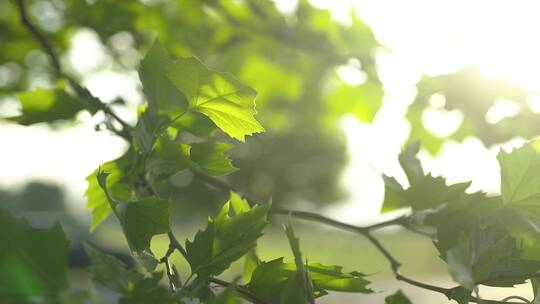 阳光透过树叶照耀视频素材模板下载